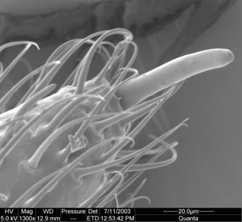 Media type: image; Invertebrate Zoology 134644
